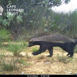 Honey badger